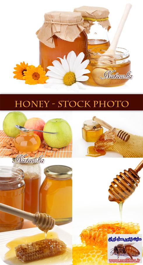 عسل و زنبورعسل